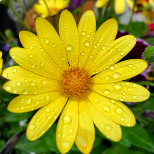 photo of flowers